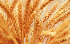 wheat field 3